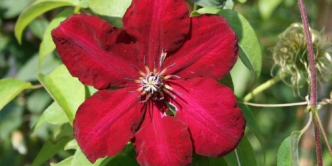 Clematis solidarnost: opis, grupa za obrezivanje, recenzije